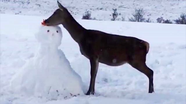То, что сделал олень после того, как обнаружил во дворе дома снеговика ПОРАЖАЕТ❗ смотреть онлайн