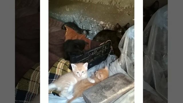 дачные котята в добрые руки смотреть онлайн