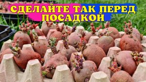 Урожай БУДЕТ ОГРОМНЫМ! Я УВЕРЕНА! Сделайте ТАК ПЕРЕД ПОСАДКОЙ КАРТОФЕЛЯ