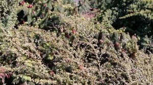 Лучшие декоративные культуры для участка