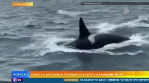 Косатки заплыли в Териберскую бухту Баренцева моря