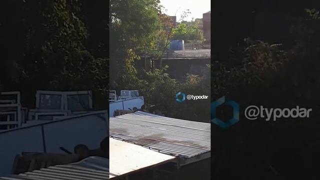 Шум краснодарского приюта для животных раздражает соседей