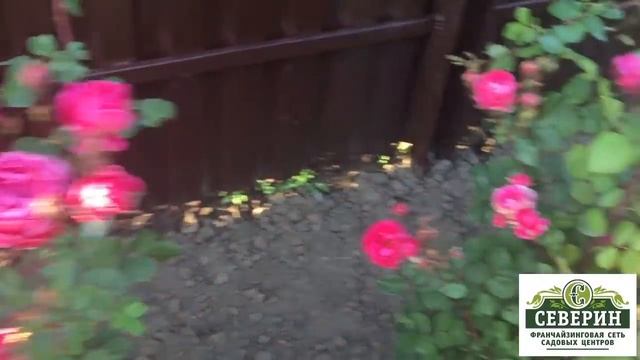 Канадские розы. Обзор сортов. смотреть онлайн