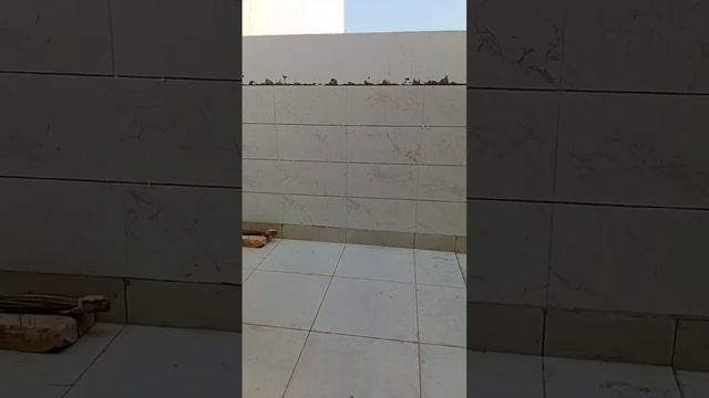 wall tile 12/24 short video #shortvideo #viralvideo #bathroom