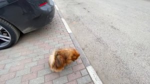 у Аминки ШАТАЕТСЯ ПЕРВЫЙ ЗУБ! НАШ ДЕНЬ на КАРАНТИНЕ! Катаемся на ВЕЛОСИПЕДЕ и ГУЛЯЕМ с СОБАКОЙ Габб