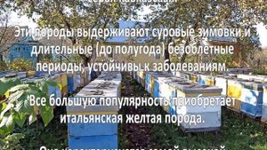 Разведение пчел как бизнес