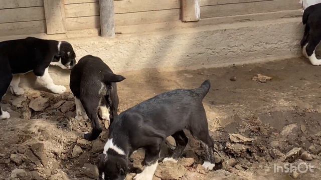 +79157787787. ФаерБусы изучают колесо,которое появилось в вольере.БУЛЬДОЗЕР,ТОПАЗ линии САО/алабай. смотреть онлайн