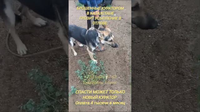 СПАСТИ МОЖЕТ НОВЫЙ КУРАТОР