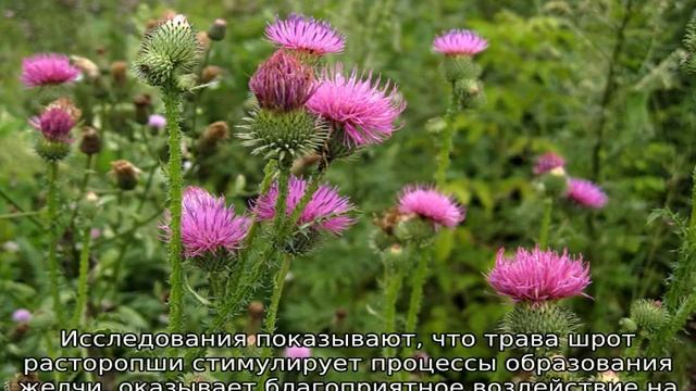 Трава расторопша: описание, свойства и применение смотреть онлайн