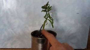 Как размножить облепиху 28 02 2020г Часть   4 How to propagate sea buckthorn