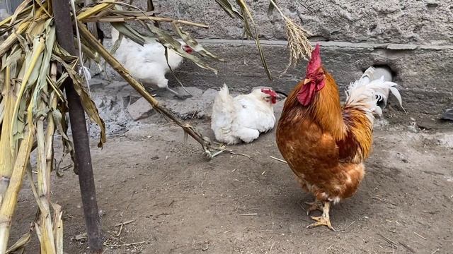 Зелёный корм//ПоДсчитаем ваши куры?✅Бресс Гальцы
