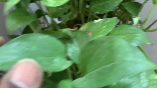 Indoor Plants Tour:Syngonium Maria Allusion / Pink Allusion / White Butterfly / Money Plant / Bambo