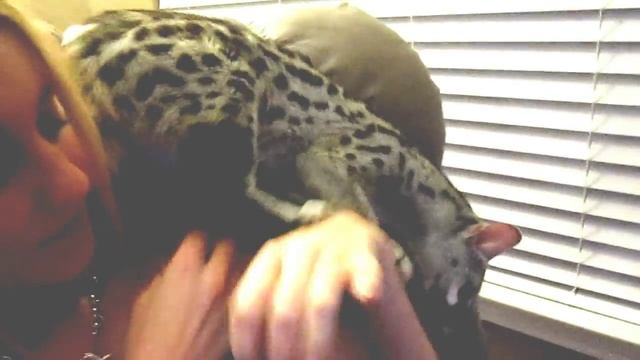 Khira the Spotted Genet - Exotic Animals as Pets and Our Family Members! смотреть онлайн