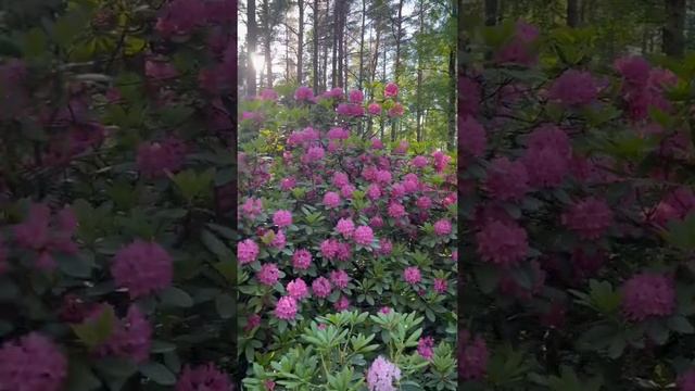 Alppiruusupuisto, Haaga|| Rhododendron on full bloom||