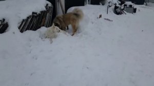 Кавказская овчарка Миха и БШО Даша опять весь день в боях Миха поддался