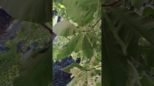 The Native North American Paw Paw fruit