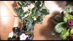 Цветение Фиалок перед пересадкой 2 часть