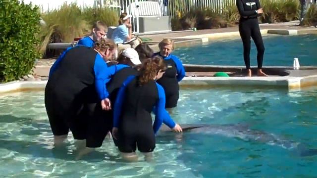 West Palm Beach Dolphin Tour смотреть онлайн