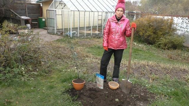 Чтобы слива обильно плодоносила: лайфхаки посадки смотреть онлайн