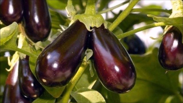 Овощи,фрукты,ягоды. Какими их видели наши предки. смотреть онлайн