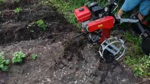 Окучиваем  картошку.