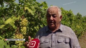 В Южном Дагестане начался сбор винограда