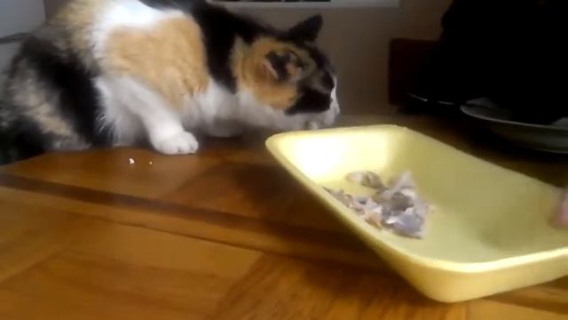 кошка очень хочет есть (смотреть до конца) смотреть онлайн