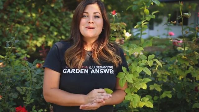 Chlorosis! How to Treat Yellowing Foliage // Garden Answer смотреть онлайн