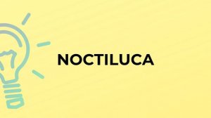 What is the meaning of the word NOCTILUCA?