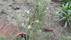 Вырастить розмарин проще простого :)