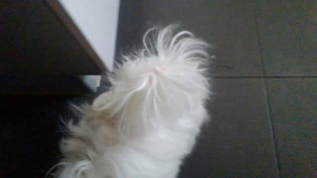 Дюшес на кухне. смотреть онлайн