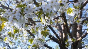 Муж Галилеянин тебя не пройдет | христианская музыка | Старые христианские песни