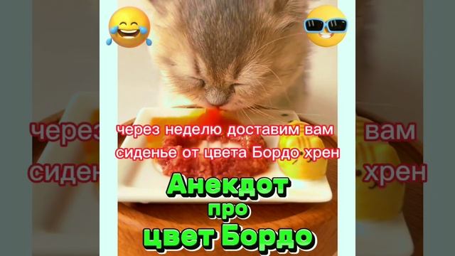 Анекдот про цвет бордо. #анекдоты #приколы #юмор #котики #шутки #мемы #врек #бордо смотреть онлайн