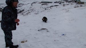 Встреча с росомахой Камчатка Мутновская ГеоЭС