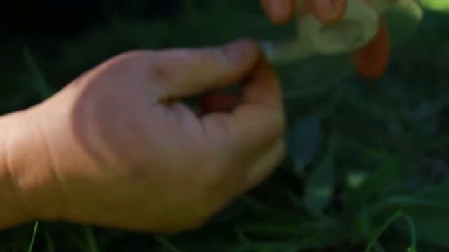 Plantain Herb: Nature's Band-Aid (Plantago Major, Plantago Lanceolata)