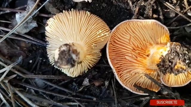 Guía Niscalo vs Niscalo falso смотреть онлайн