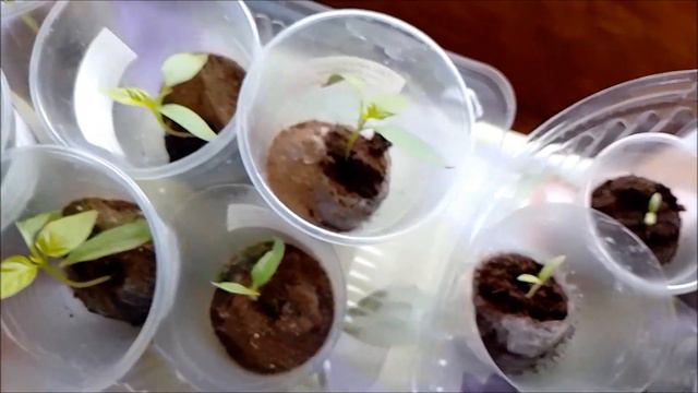 ах! весна! смотреть онлайн