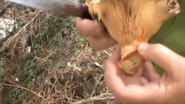 Mashrums.m4v смотреть онлайн