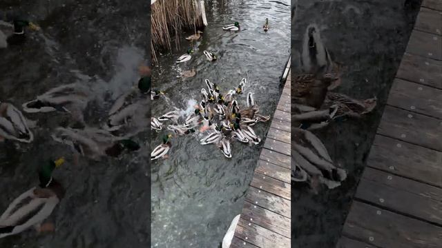 Дикие утки налетели, месиво! #shorts смотреть онлайн