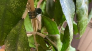 Hoya Finlaysonii Sukirin-самый любимый из семейства Finlaysonii