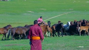 "Би монгол адуучин" дуучин Д.Цогтбаяр