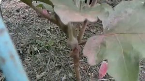 Баклажаны Максикf1/Алмаз/Бычий Лоб