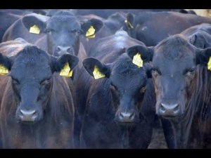 Мясной скот. Абердин-Ангусской породы. Молодняк телок. КФХ Александра Москвина.