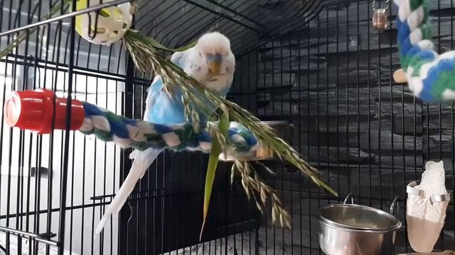 Учим попугая говорить "Привет"