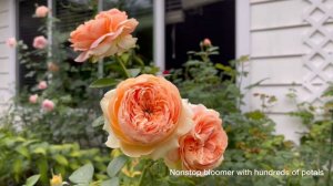 Sexy Rexy - Double Ambre - Angel’s Delight roses- September 2022