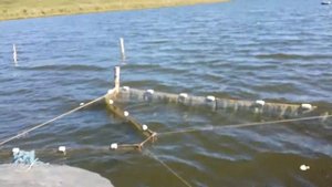 Ставной невод для облова пеляди