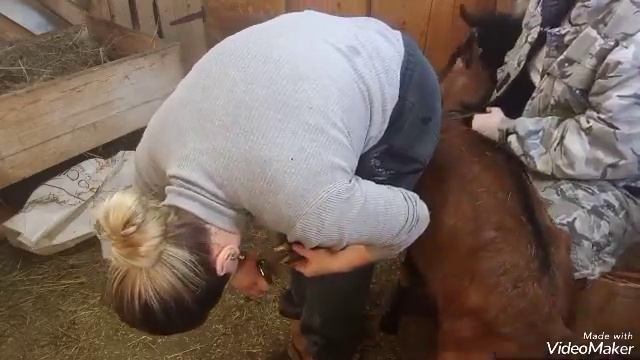 Стрижка копыт козам,ставлю витамины. смотреть онлайн