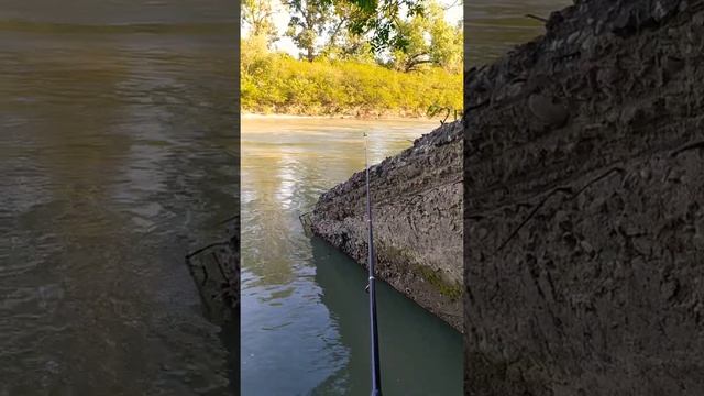 отличный клёв на усача в Грозном на Сунже