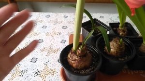 Что же нужно для цветения Гиппеаструма