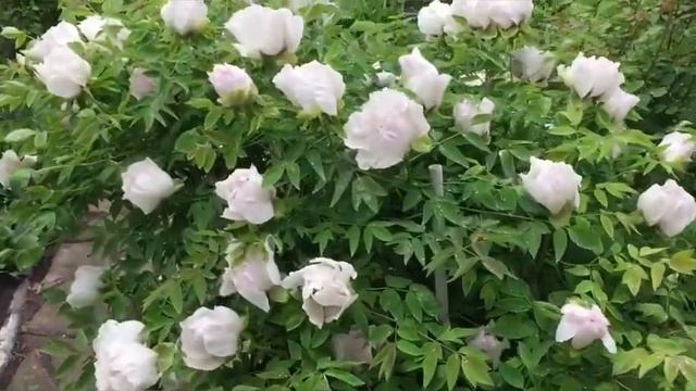 6 мая 2022 г.древовидный пион.Каждый год-восторг!! смотреть онлайн